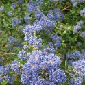 Ceanothus impressus fleur P28